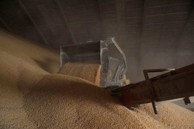 Exportação de milho do Brasil crescerá 80% em 2019; a de soja cairá 13%, diz Anec